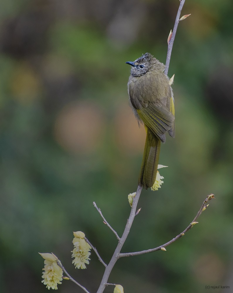 Flavescent Bulbul - ML421873211