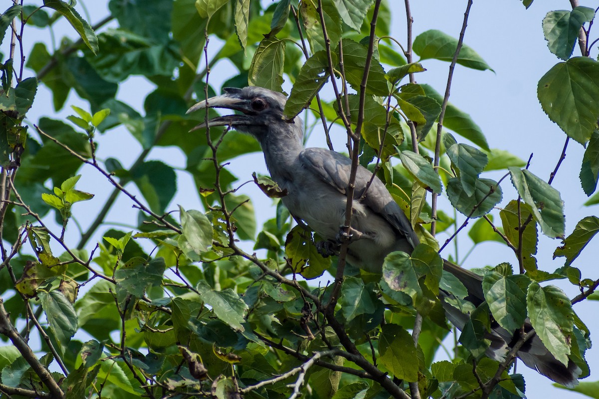 Indian Gray Hornbill - ML421874451