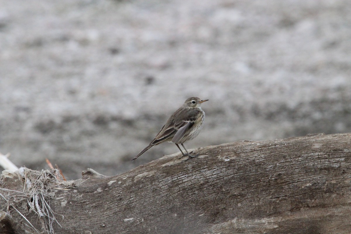 American Pipit - ML421875471