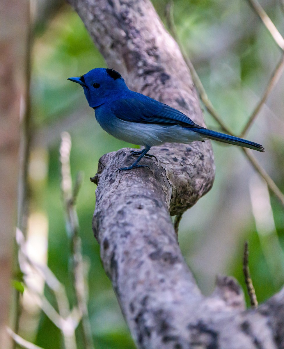 Black-naped Monarch - Myron Ray Sy Evasco