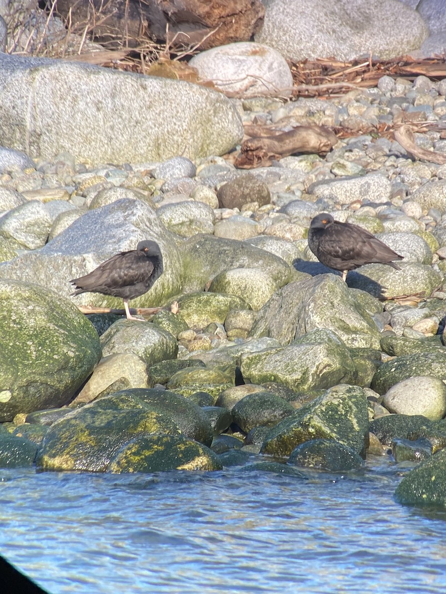 Black Oystercatcher - ML421877951