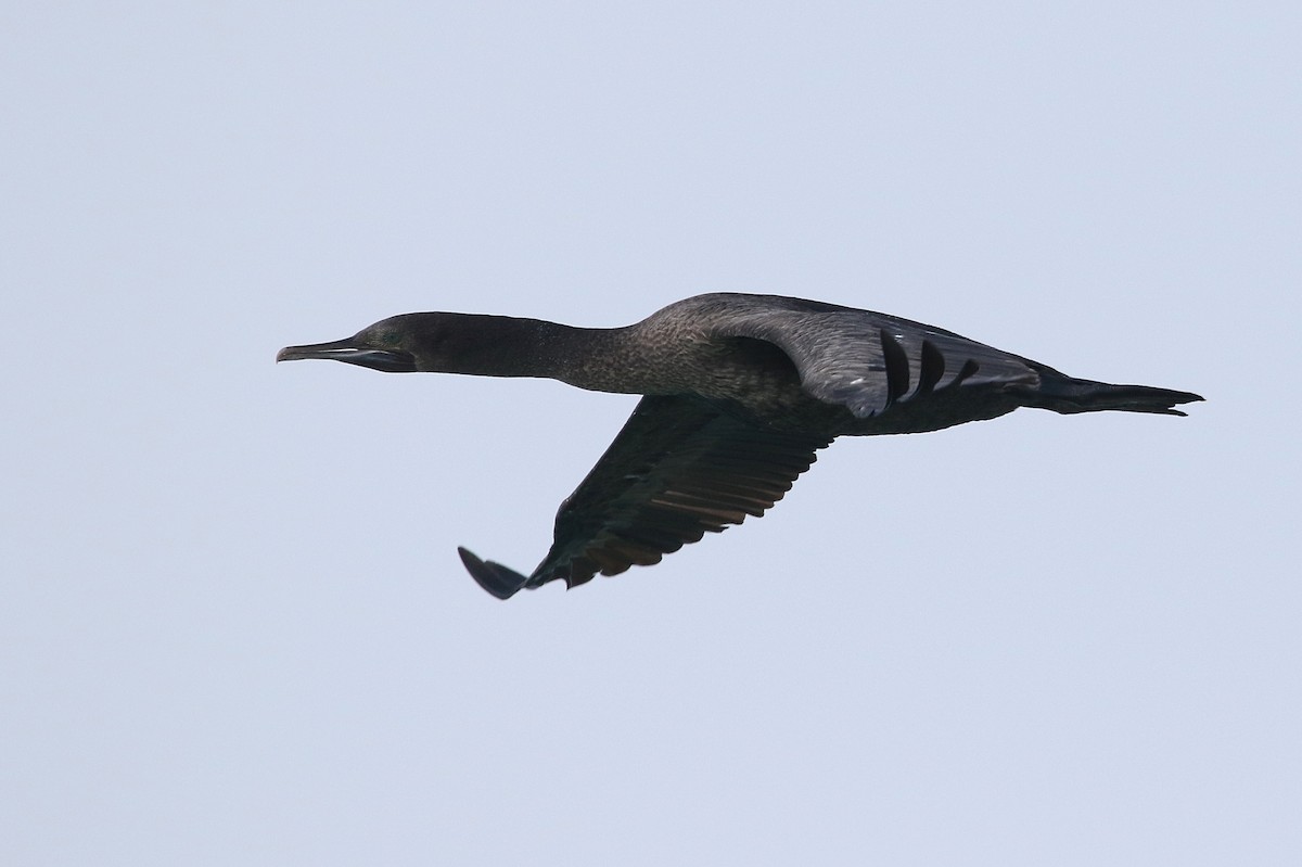 Cormoran de Socotra - ML421880821