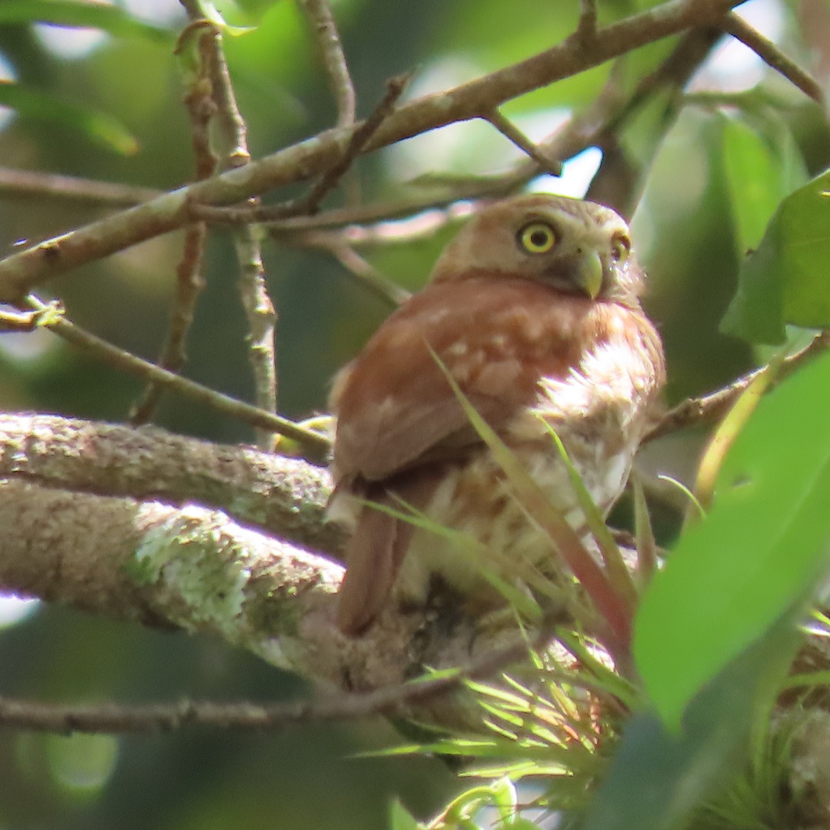 Peruvian Pygmy-Owl - ML421882191