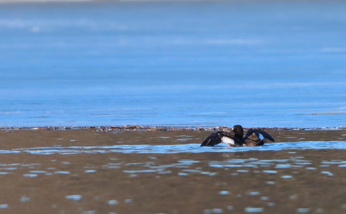 White-winged Scoter - ML421882671