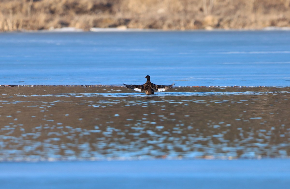 White-winged Scoter - ML421882691