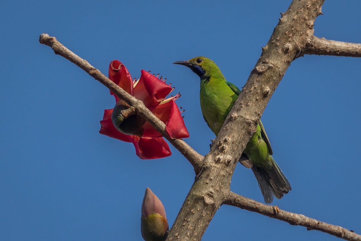 Golden-fronted Leafbird - ML421882811