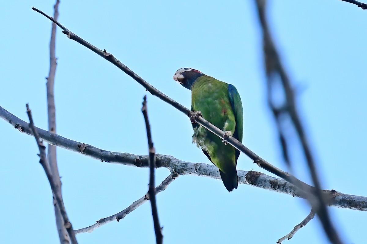 Brown-hooded Parrot - Eileen Gibney