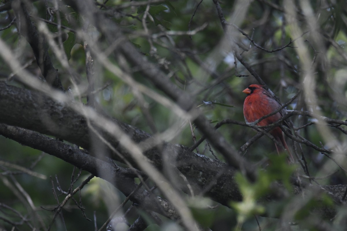 Northern Cardinal - ML421886751