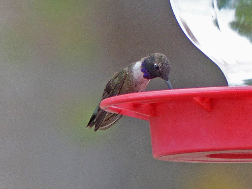 Black-chinned Hummingbird - ML42188691