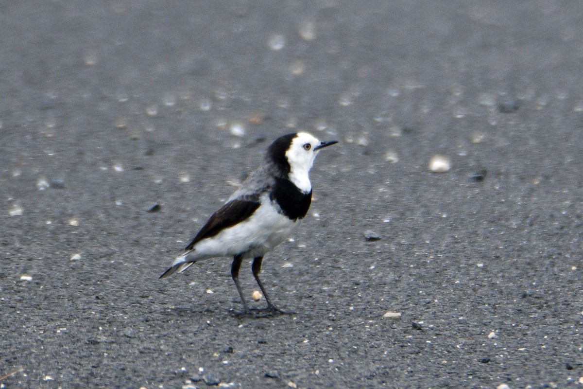 White-fronted Chat - ML421887801
