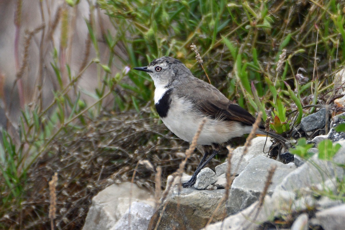 White-fronted Chat - ML421887951