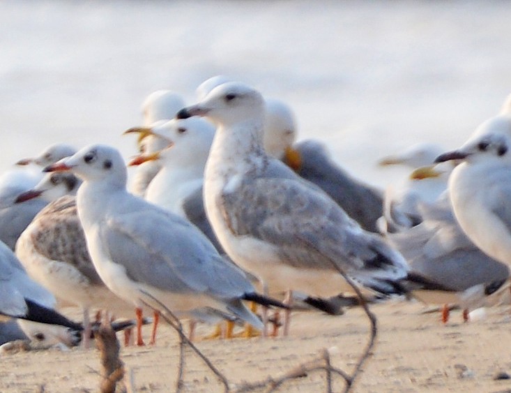 Lesser Black-backed Gull (Heuglin's) - ML421888061