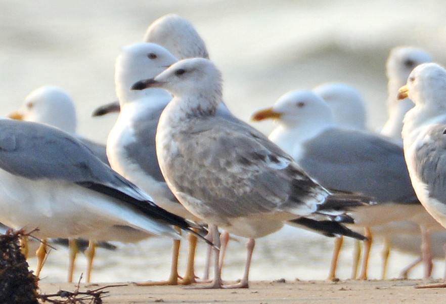 Lesser Black-backed Gull (Steppe) - ML421888091