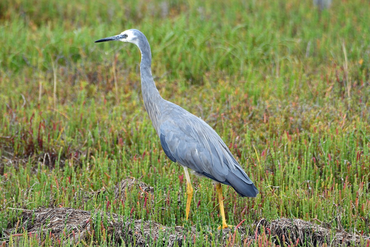 White-faced Heron - ML421888161