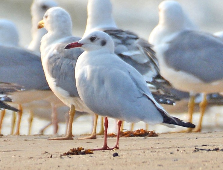 Brown-headed Gull - ML421888431