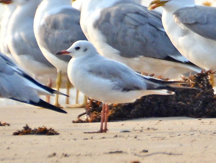 Black-headed Gull - ML421888771