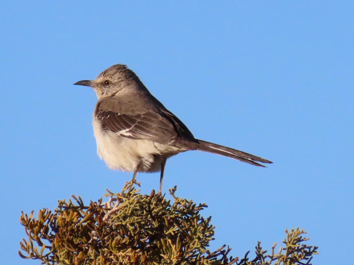 Northern Mockingbird - ML421888971