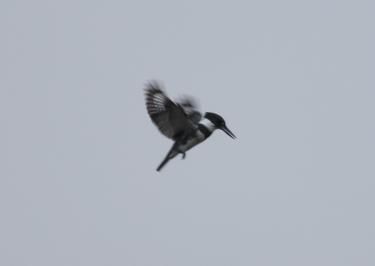 Belted Kingfisher - ML421890031