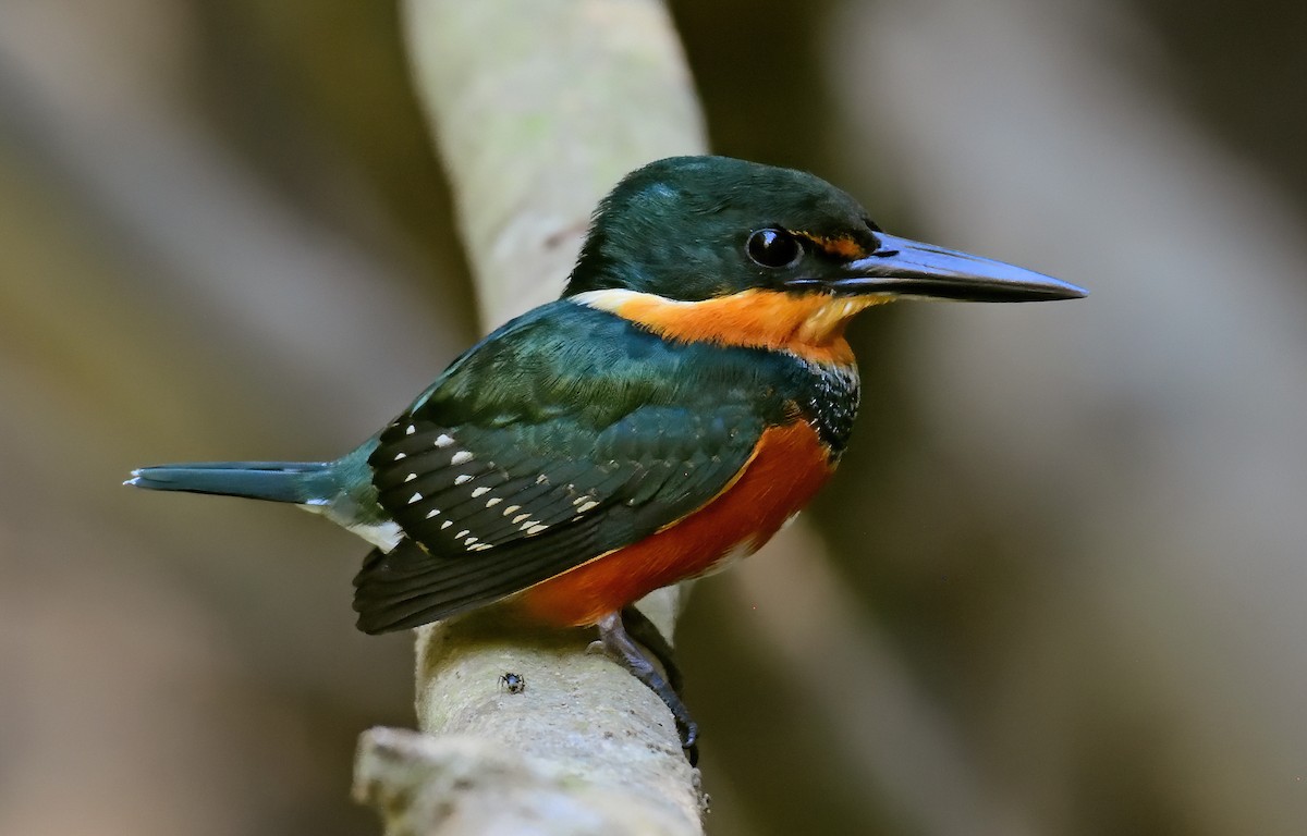 American Pygmy Kingfisher - ML421890091