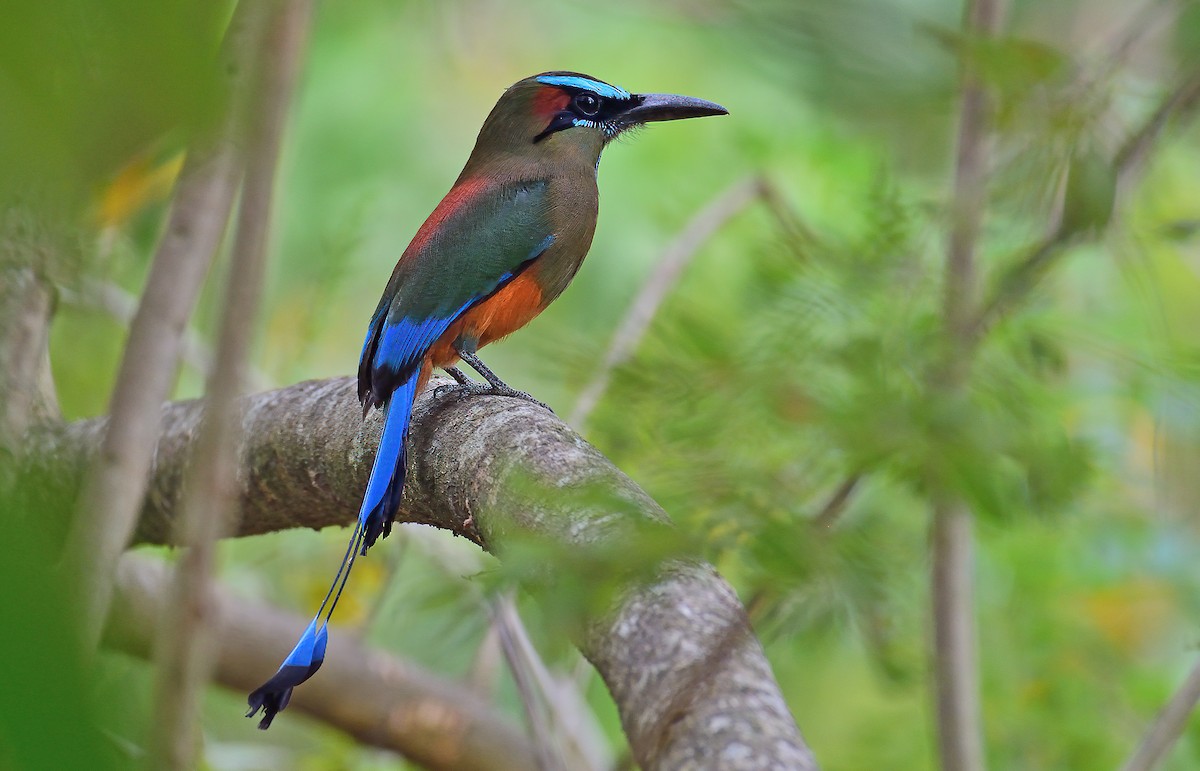 Turquoise-browed Motmot - Ad Konings