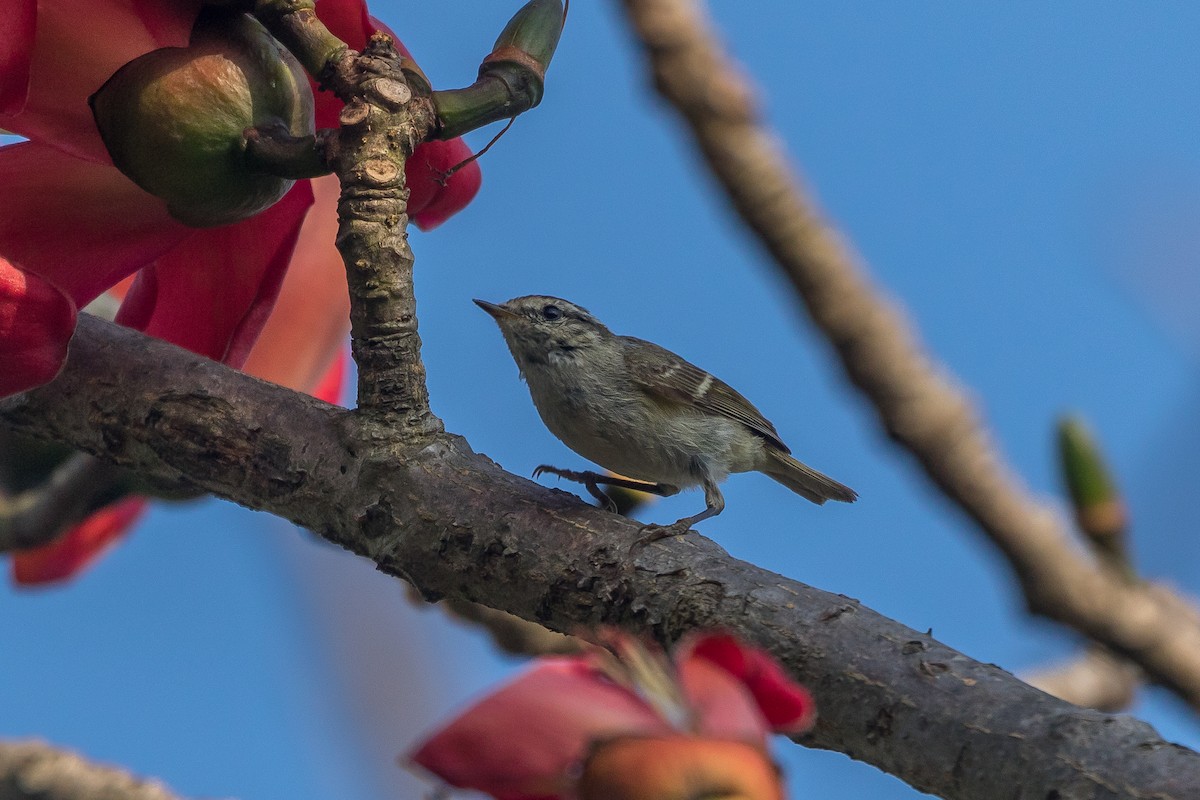 Hume's Warbler - ML421891011