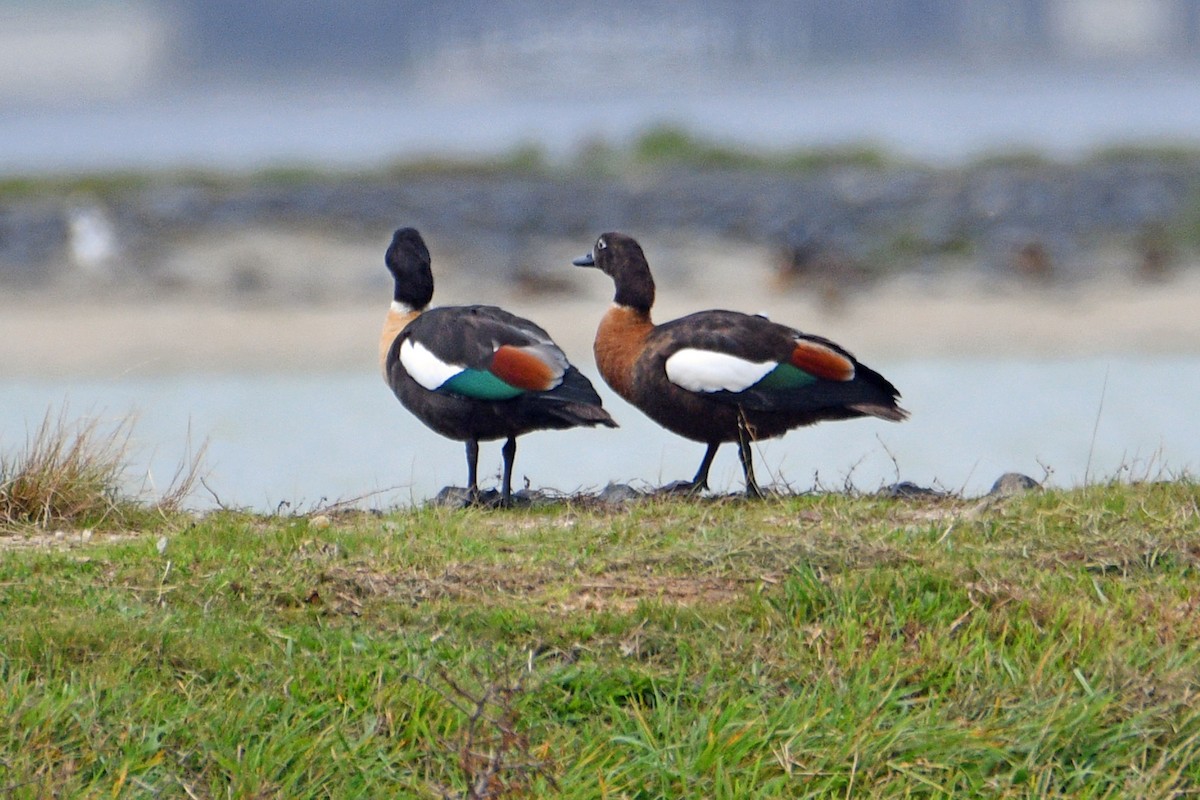 Australian Shelduck - ML421892531