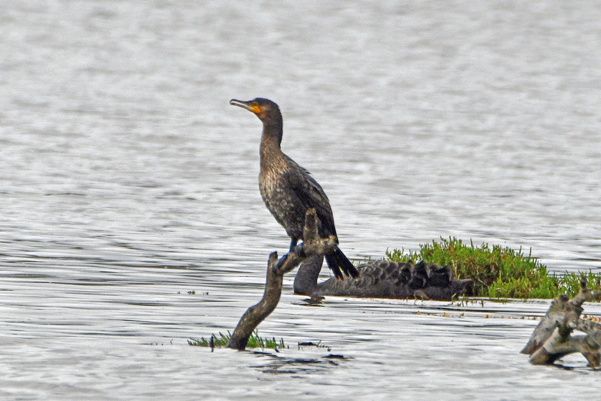 Great Cormorant - ML421892761