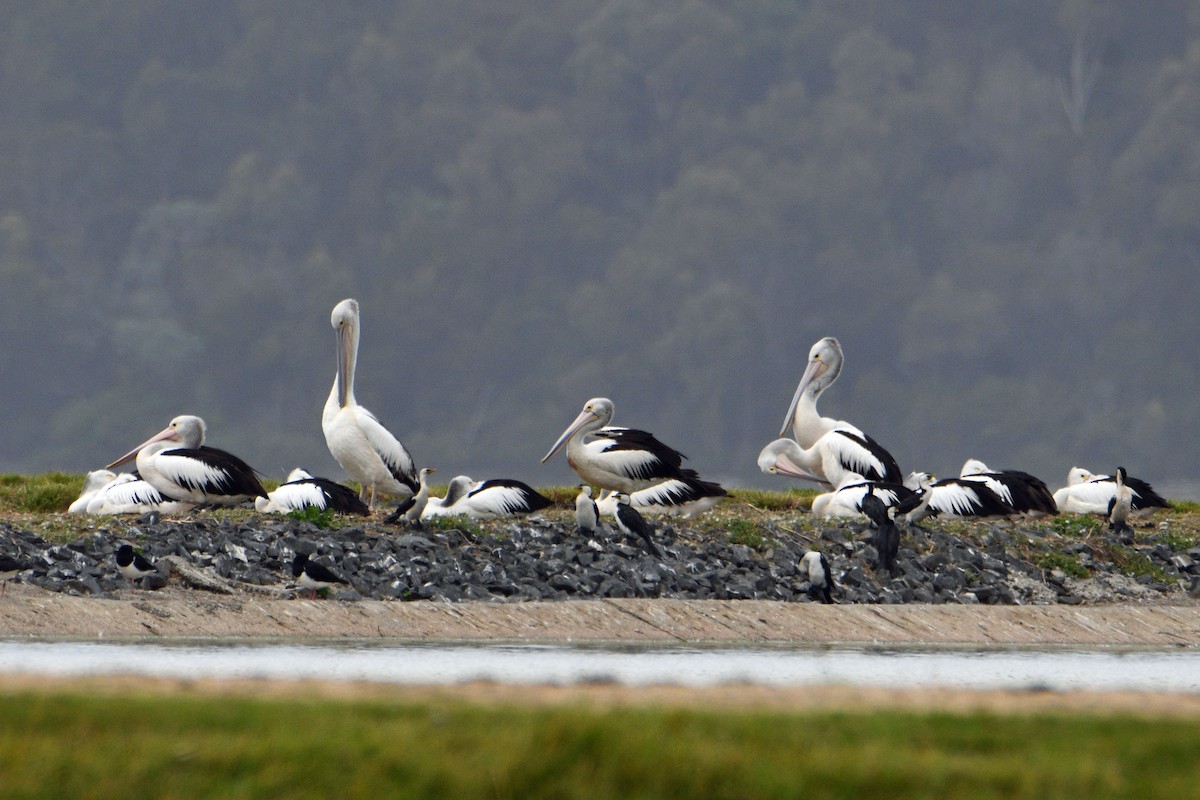 Australian Pelican - ML421893041