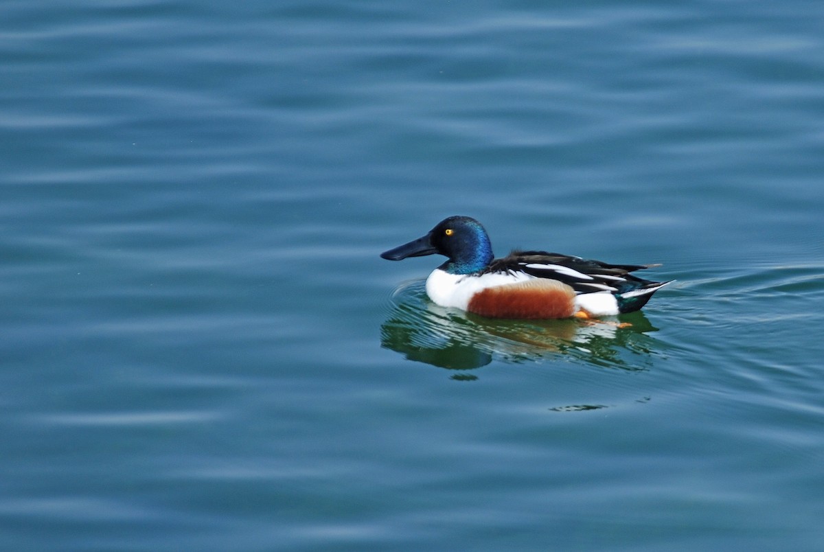 Northern Shoveler - ML421893181