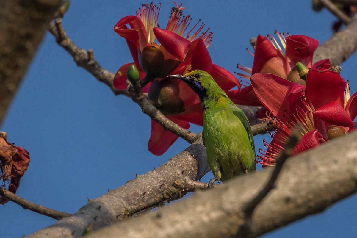 Golden-fronted Leafbird - ML421894041