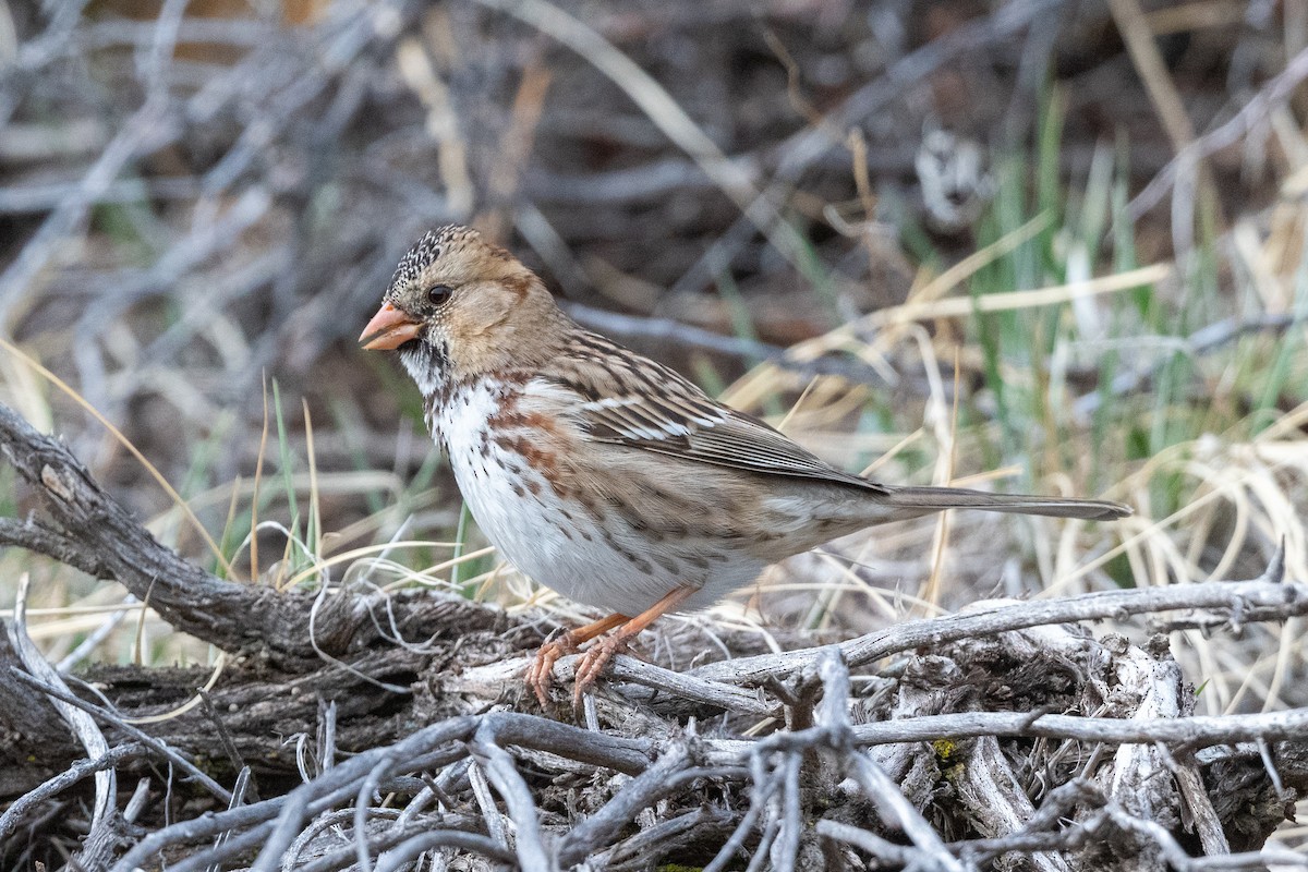 Harris's Sparrow - ML421894201