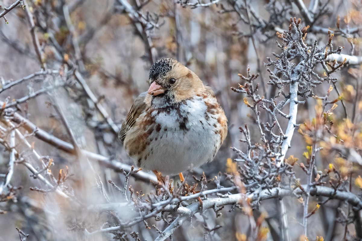 Harris's Sparrow - Tom Crabtree