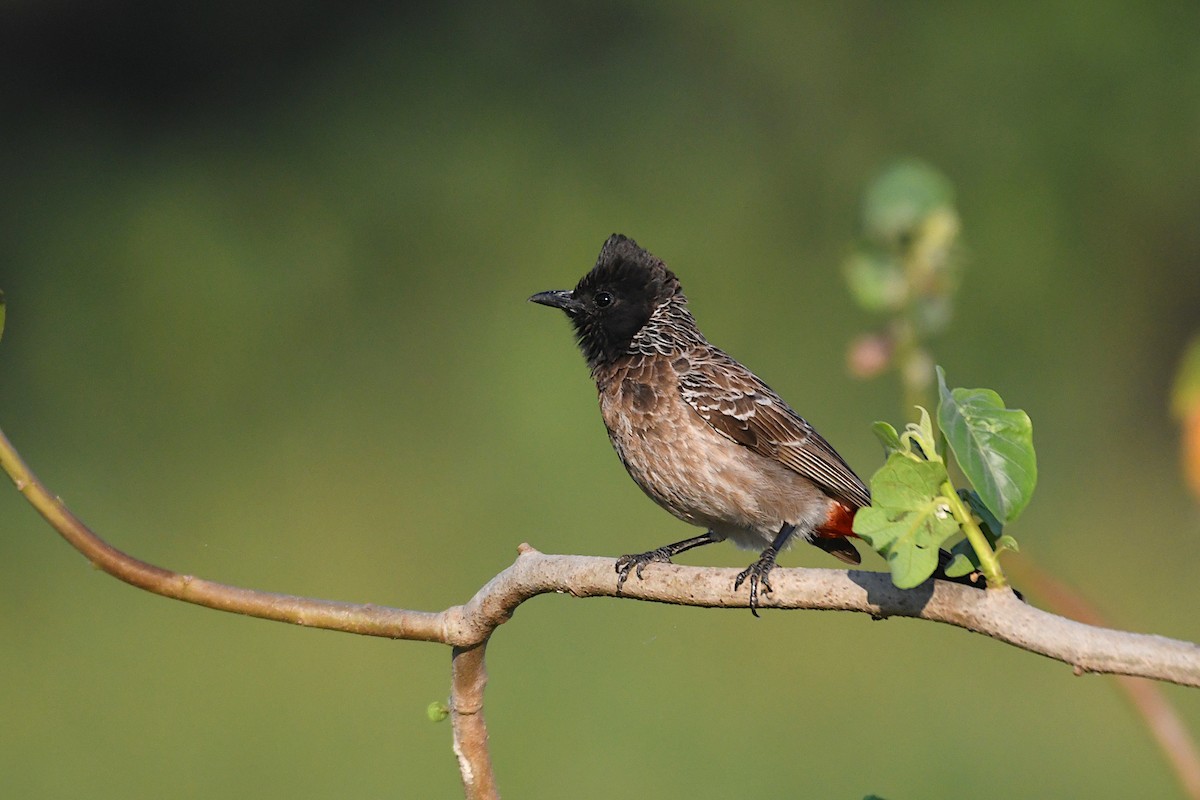 Bulbul à ventre rouge - ML421894701