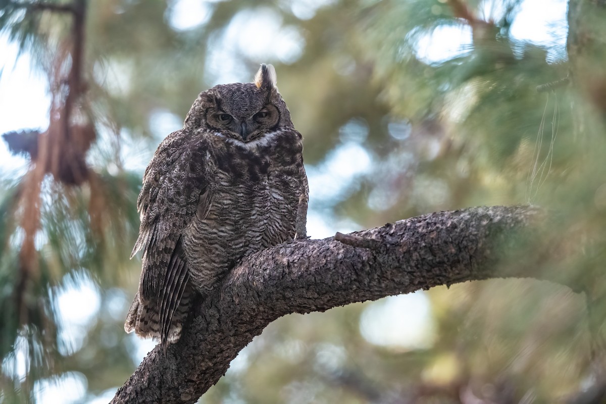 Great Horned Owl - Tom Crabtree