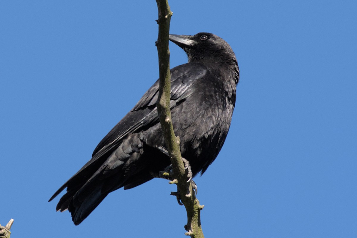 Corvus sp. - ML421895271