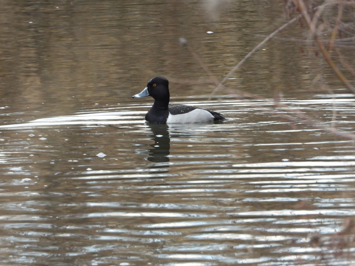 Ring-necked Duck - Jeff Percell