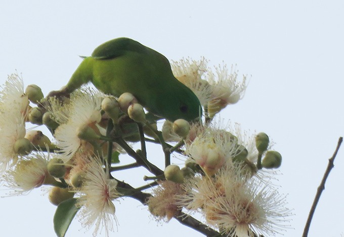 Vernal Hanging-Parrot - Srujan Ogale