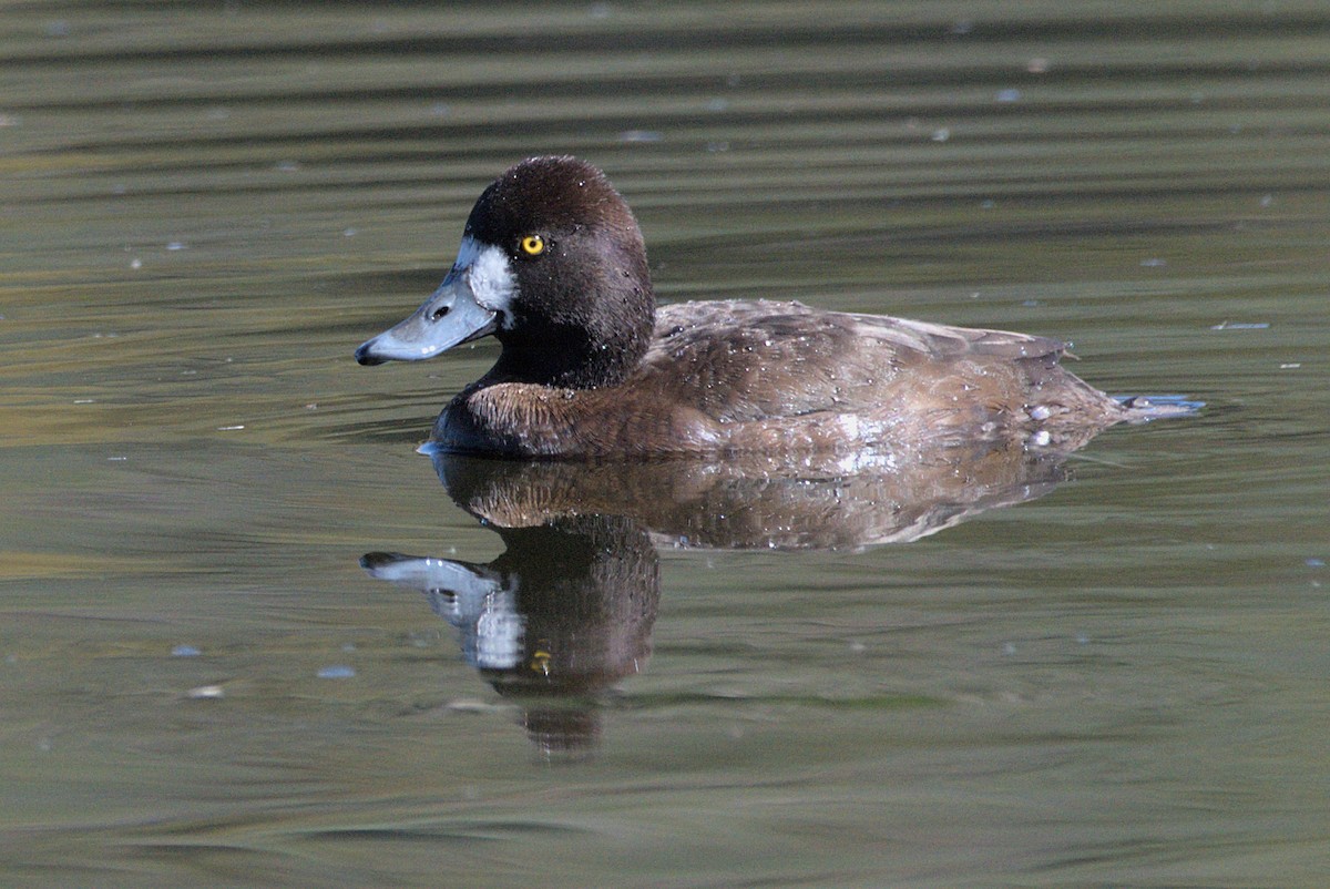 Lesser Scaup - ML421897821