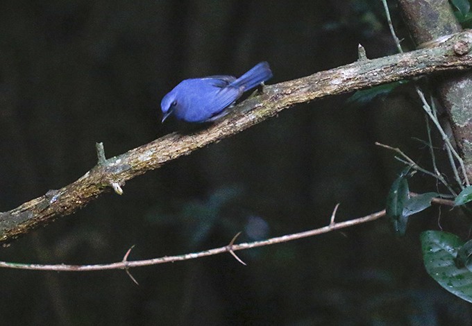 White-bellied Blue Flycatcher - Srujan Ogale