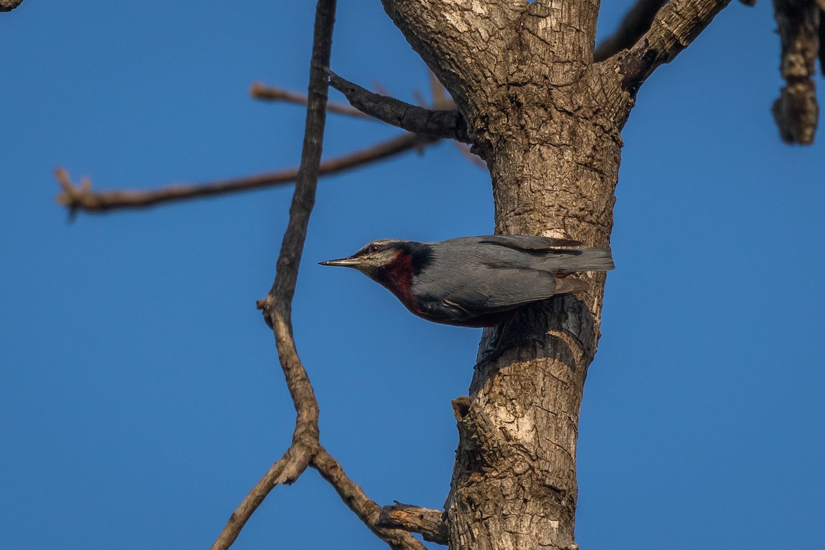 Indian Nuthatch - ML421899481