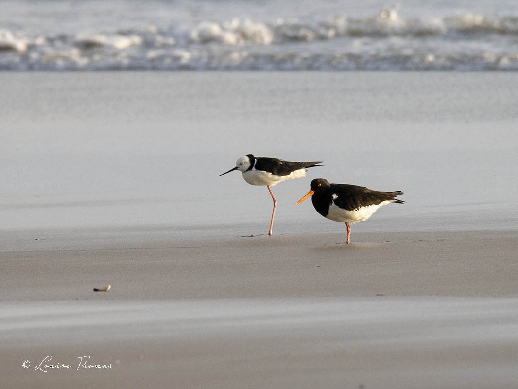 South Island Oystercatcher - Louise Thomas