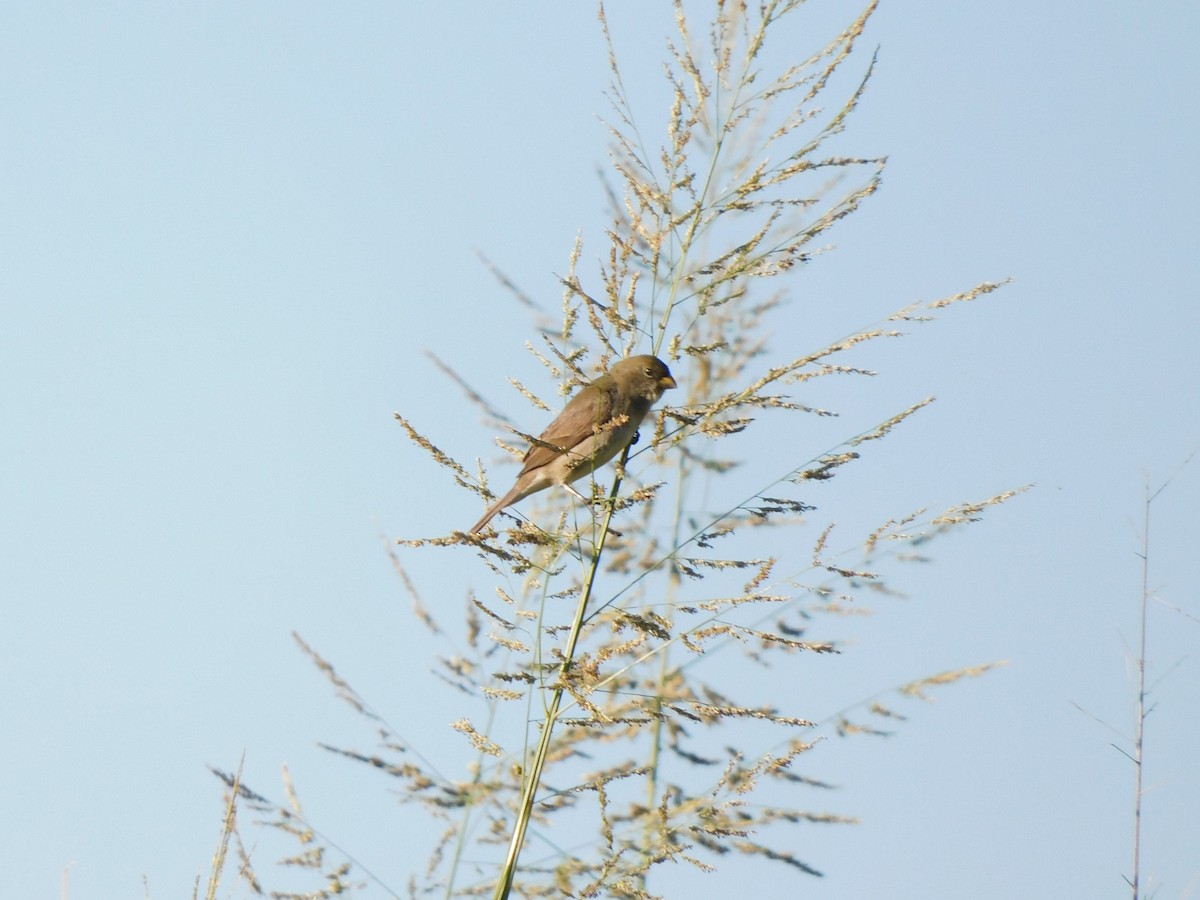 Double-collared Seedeater - ML421900431