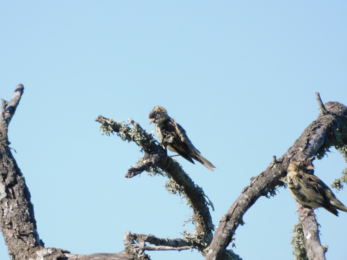 Bobolink - ML421901911