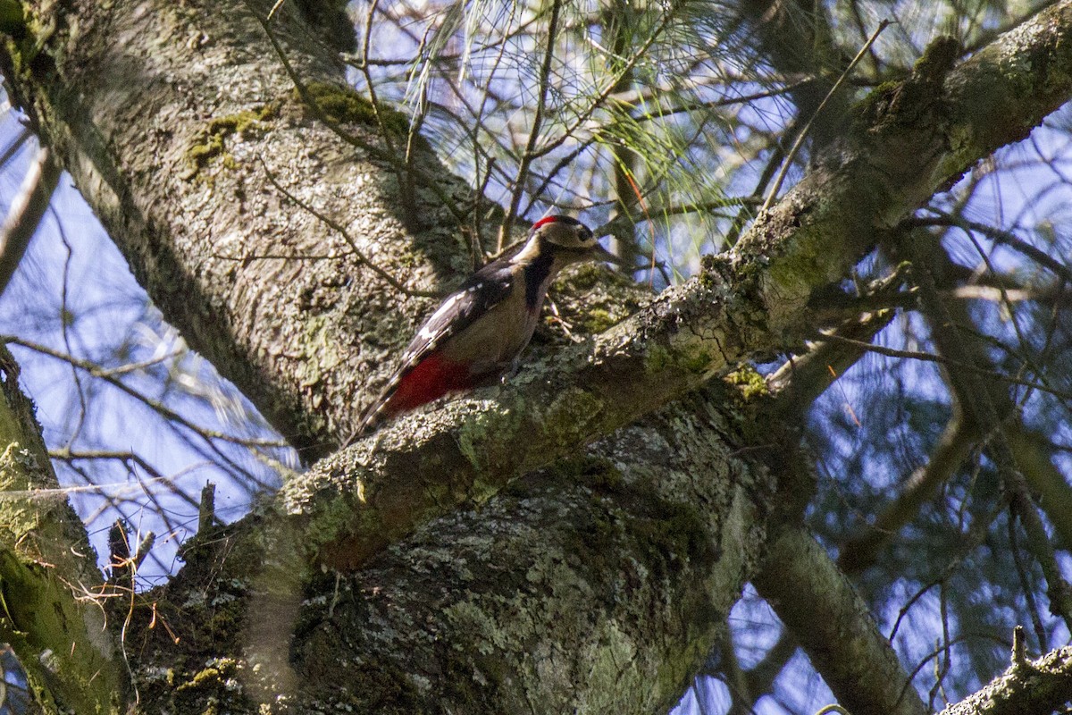 Great Spotted Woodpecker - ML42190291