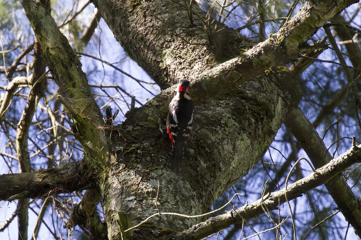 Great Spotted Woodpecker - ML42190301