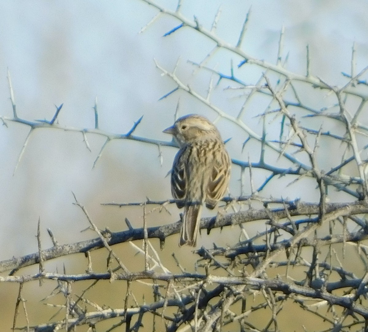 Brewer's Sparrow - ML421903401