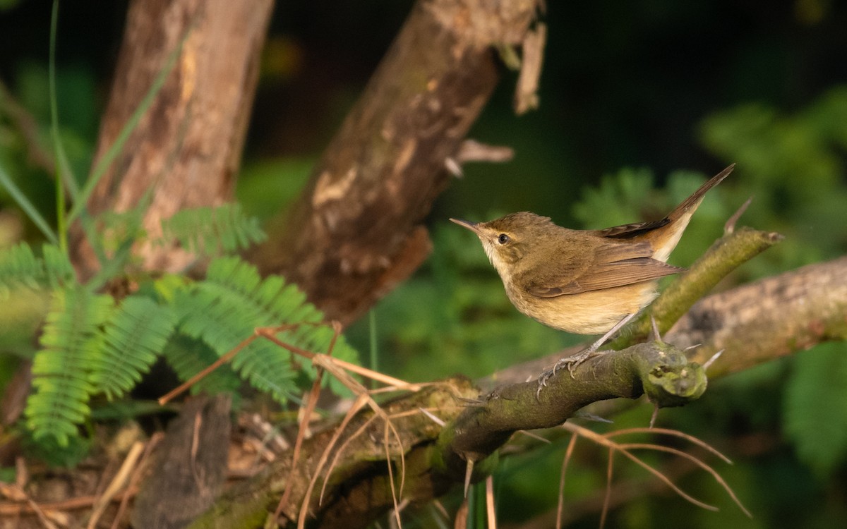 Blyth's Reed Warbler - ML421903761