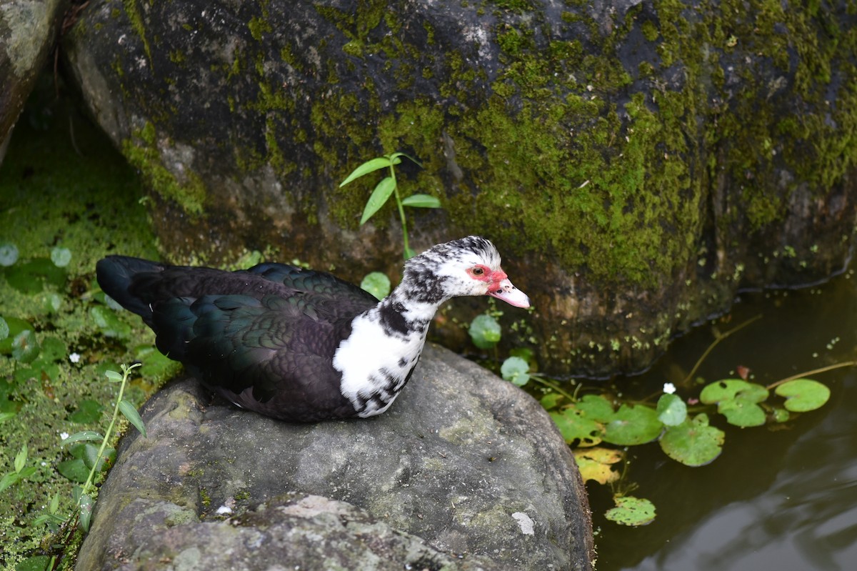 Muscovy Duck (Domestic type) - ML421905011