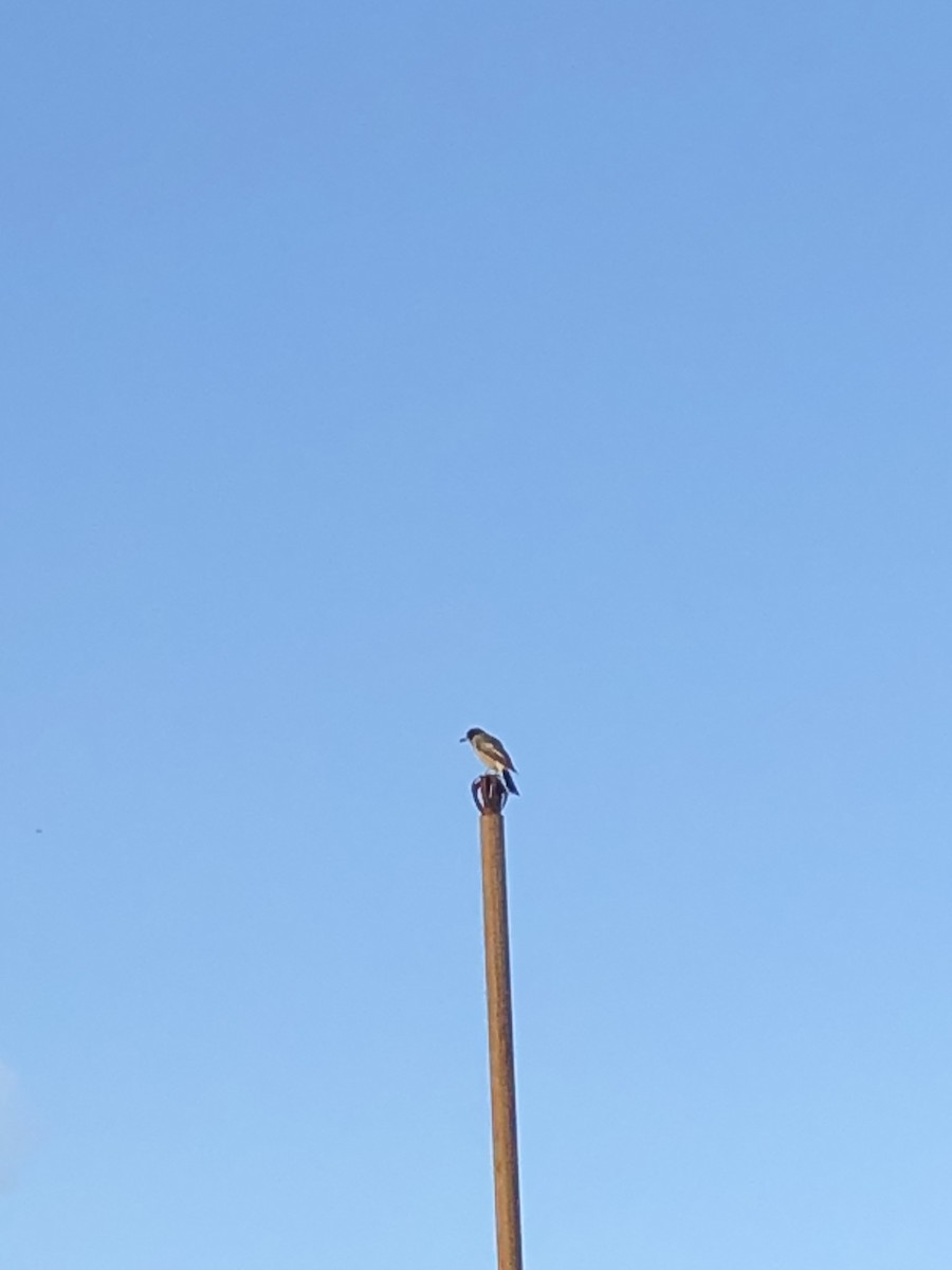 Gray Butcherbird - ML421905861