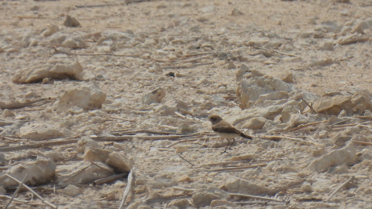 Desert Wheatear - ML421906451